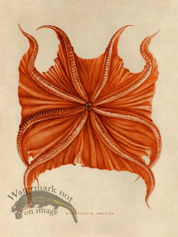 Octopus Orange 06